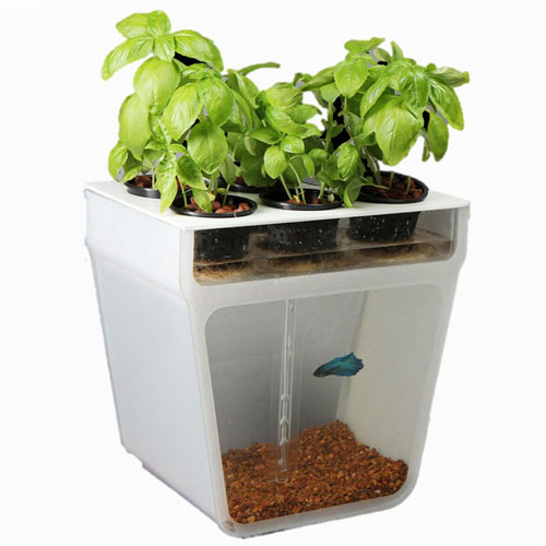 Beautiful Aquaponics Kickstarter Reaches Goal